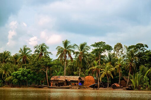 Preparations are also being made to plant these trees in Sunderbans by hiring workers through a 100-day work project. (Image for representation/Shutterstock)