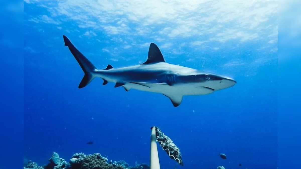 Bull Sharks Swimming into Freshwater Sources May Not Be Something New ...