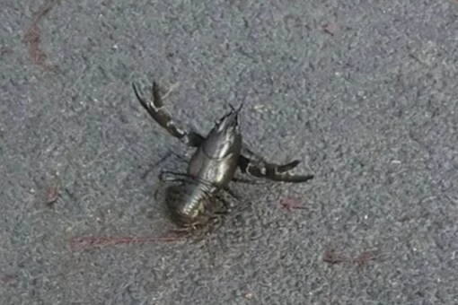 Jamie Wordley, a resident of Stockport, Greater Manchester, shared the photos of the ‘Alien Worm-Like Creature’ creature on Facebook. 