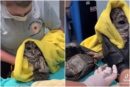 The rescuers received a call about an owl who had got his talon stuck between a turtle’s carapace and plastron. (Credits: Twitter/
AWLArlington, VA)