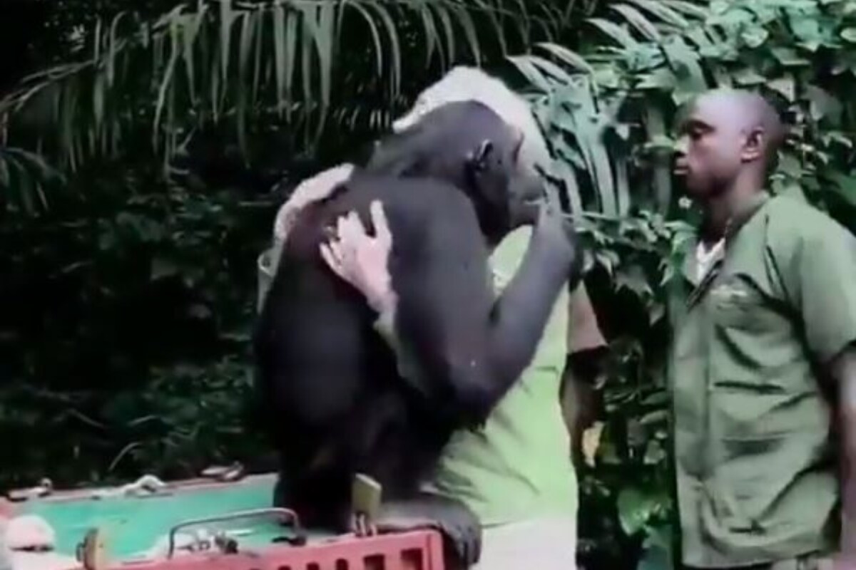 Old Video of Rescued 'Chimp' Hugging Primatologist Jane Goodall Goes Viral