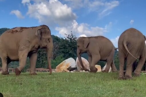 A video of an elephant guiding a blind tusker towards its food has gone heavily viral on social media. (Credit: lek_chailert/Instagram)