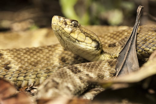 The lancehead snakes are endemic to the northern portion of South America and is one of the most venomous reptiles in the world. (Image for representation/Shutterstock)