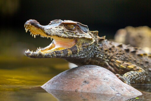 Florida Man Steals Alligator From Golf Course Tries To Teach Reptile A ‘lesson News18