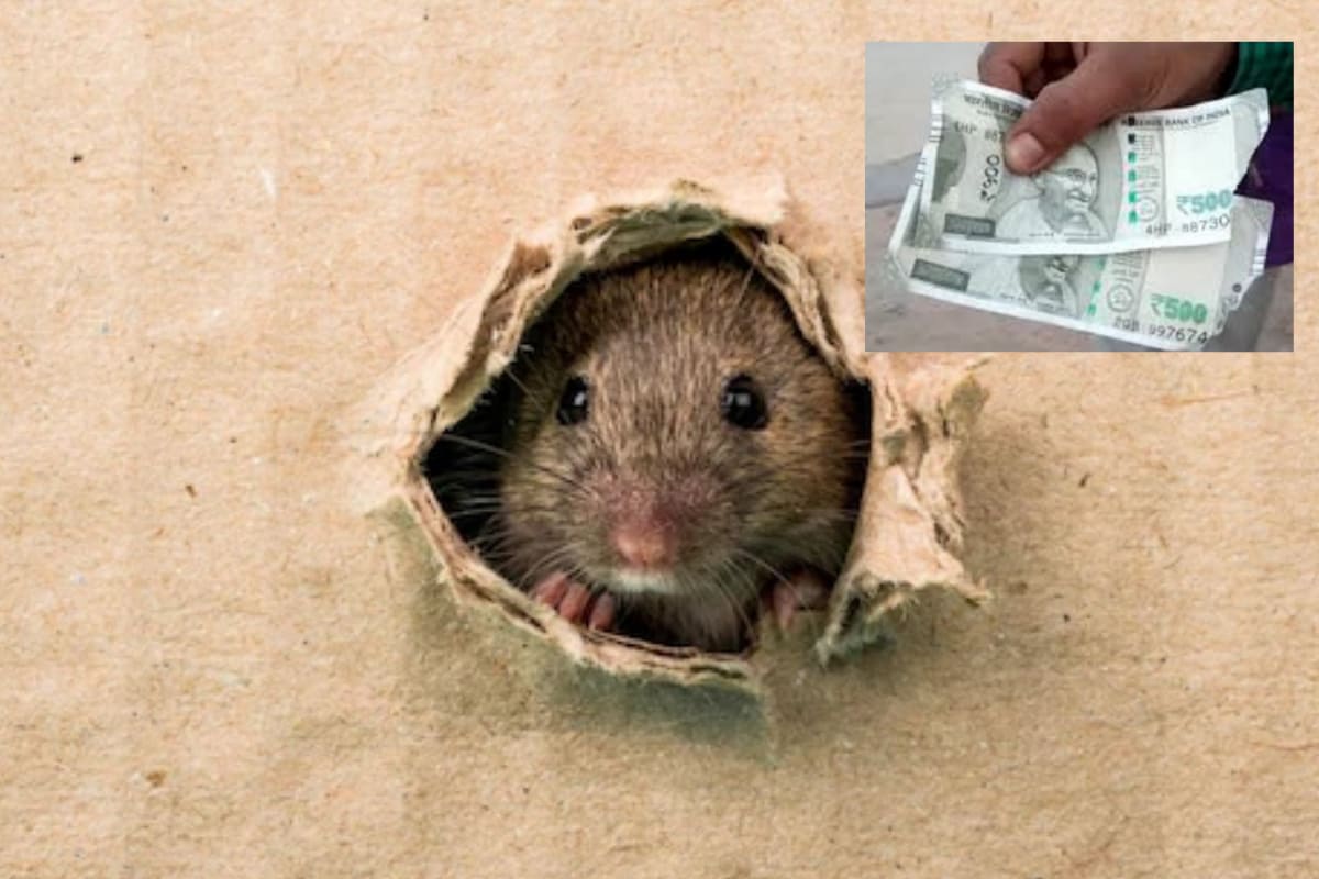 Rats Chew Rs 2 Lakh Cash Saved by Telangana Farmer for Abdominal Surgery