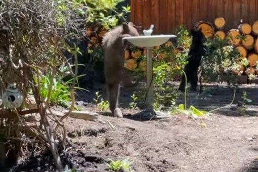 The bear pub was seen drinking water from a sprinkler. (Image Credits: YouTube Screengrab/Viralhog)