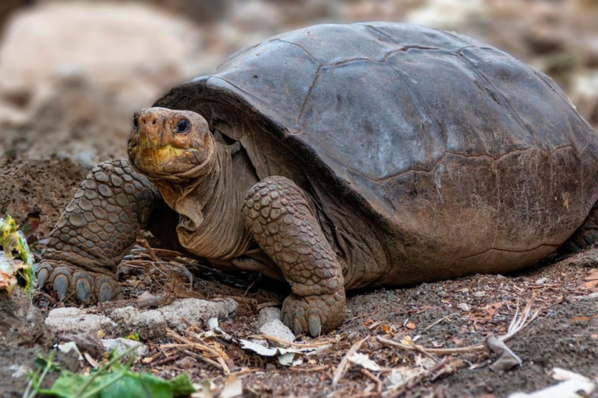 half tortoise