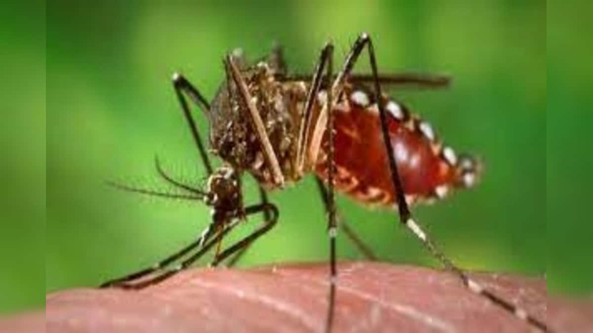 Global Warming May Reduce Spread of Dengue Fever: Study