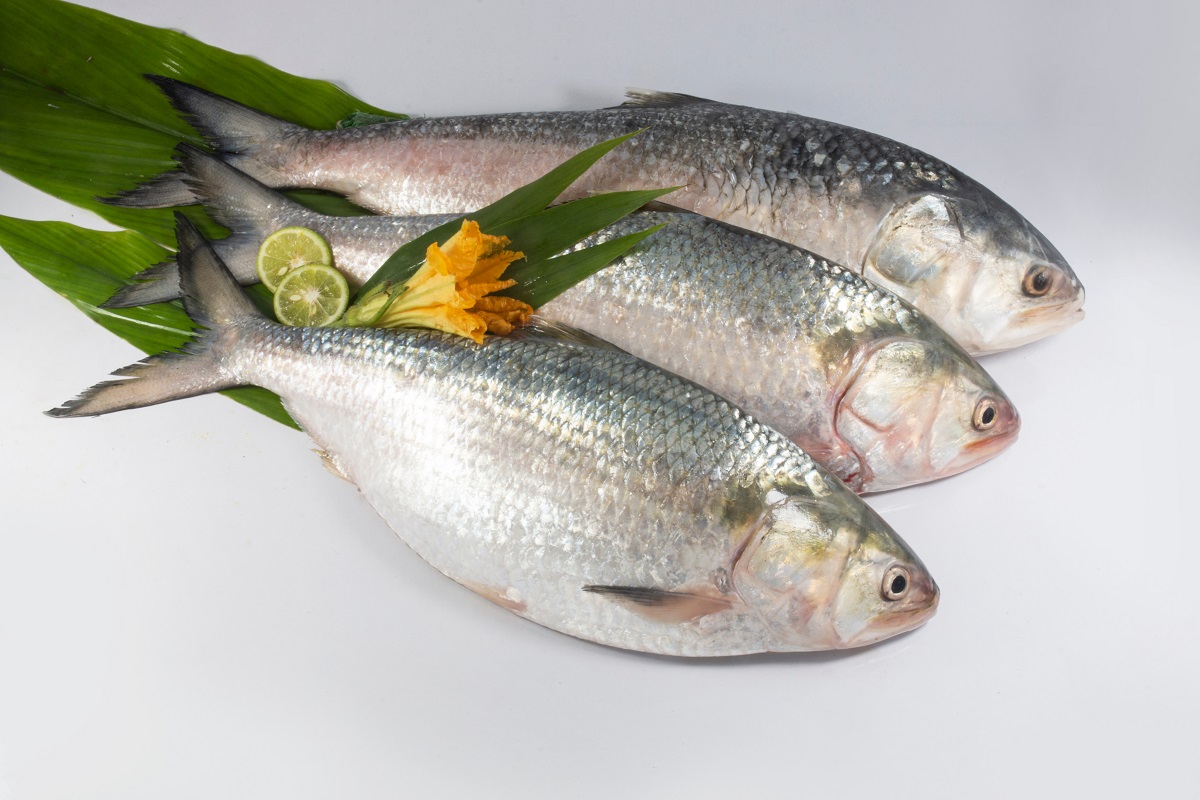 What The Fish! Godavari's Famous ‘Pulasa’ is Selling Between Rs 5k to ...