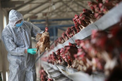 Bird flu outbreaks were reported across India earlier in January this year. (Reuters)