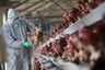 India Sees This Year's 1st Bird Flu Death: What We Know About H5N1 in India