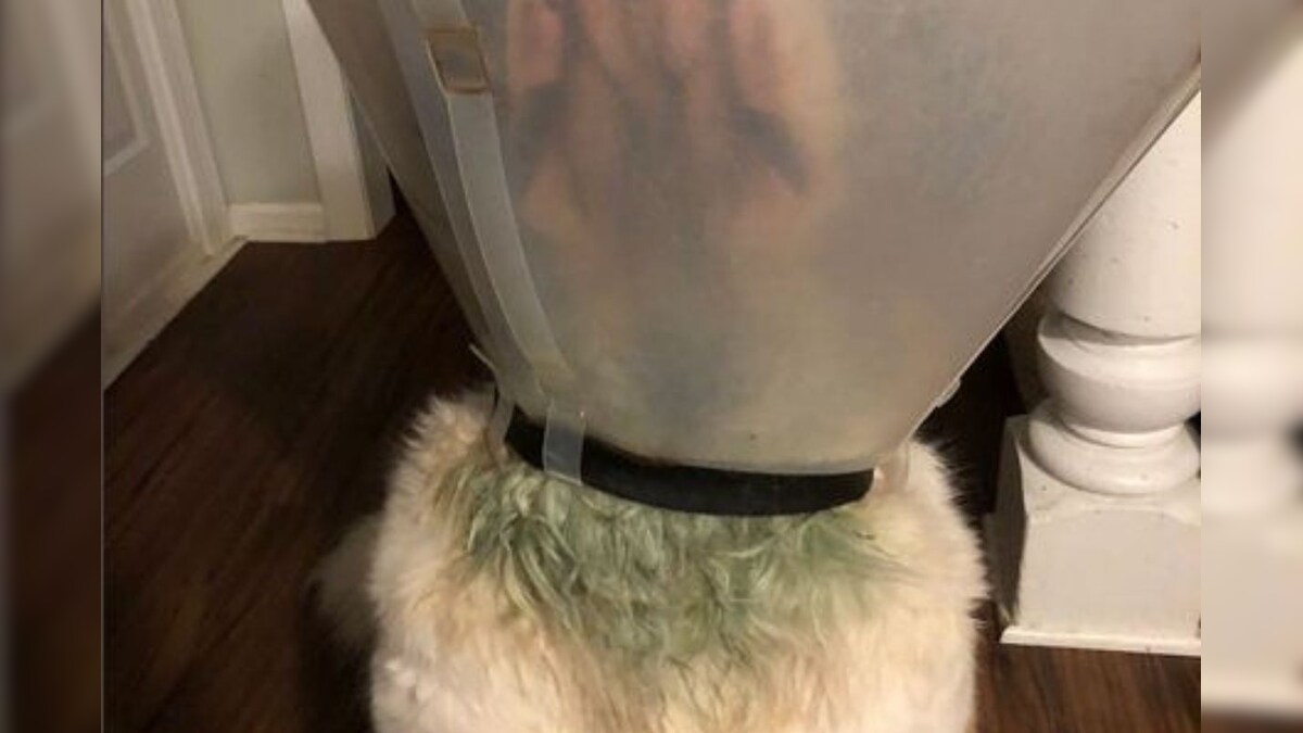 Dog’s Neck Fur Turns Green, Her Astrobiologist Human Explains Reason On