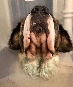 Dog’s Neck Fur Turns Green, Her Astrobiologist Human Explains Reason On ...