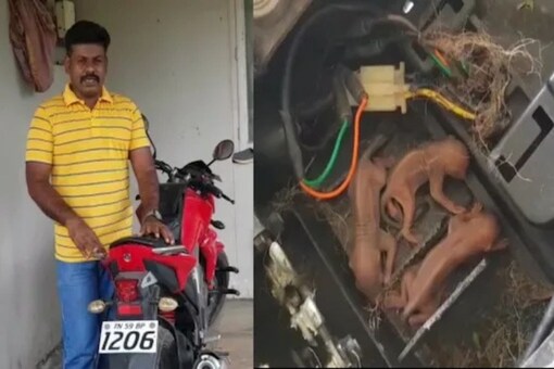 nationalisme controleren gazon Madurai Vet Gives Up Bike To Provide Home To Squirrel Family