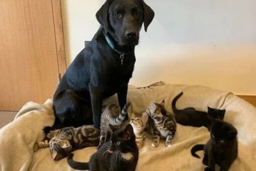 Dogs do a great deal for us humans, from keeping us safe while working with emergency services to assisting those who are blind, deaf, or impaired. (Representational Image)
