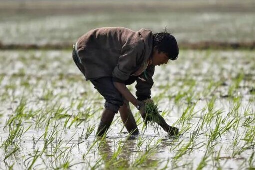 The Uttar Pradesh government has started preparations for Kharif crops for the marketing season 2021-22. 