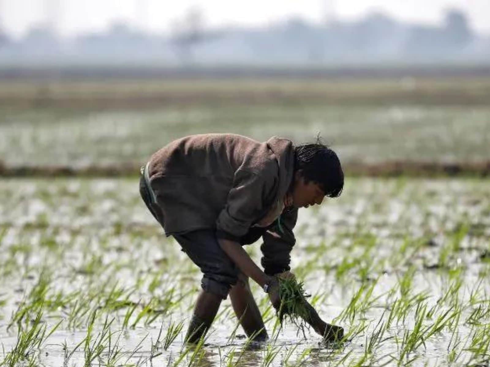 Budget 2022: Not Green, Agriculture Needs Evergreen Revolution; R&D Deserves Booster Shot Budget 2022: Not Green, Agriculture Needs Evergreen Revolution; R&D Deserves Booster Shot