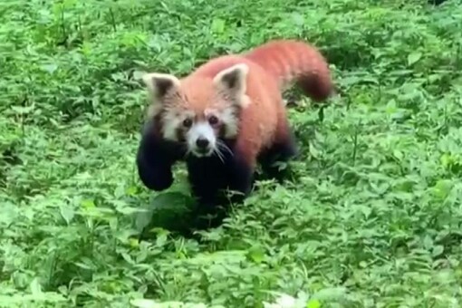 Red Panda Gives Birth to Cub at Darjeeling Zoo, Picture Goes Viral - News18