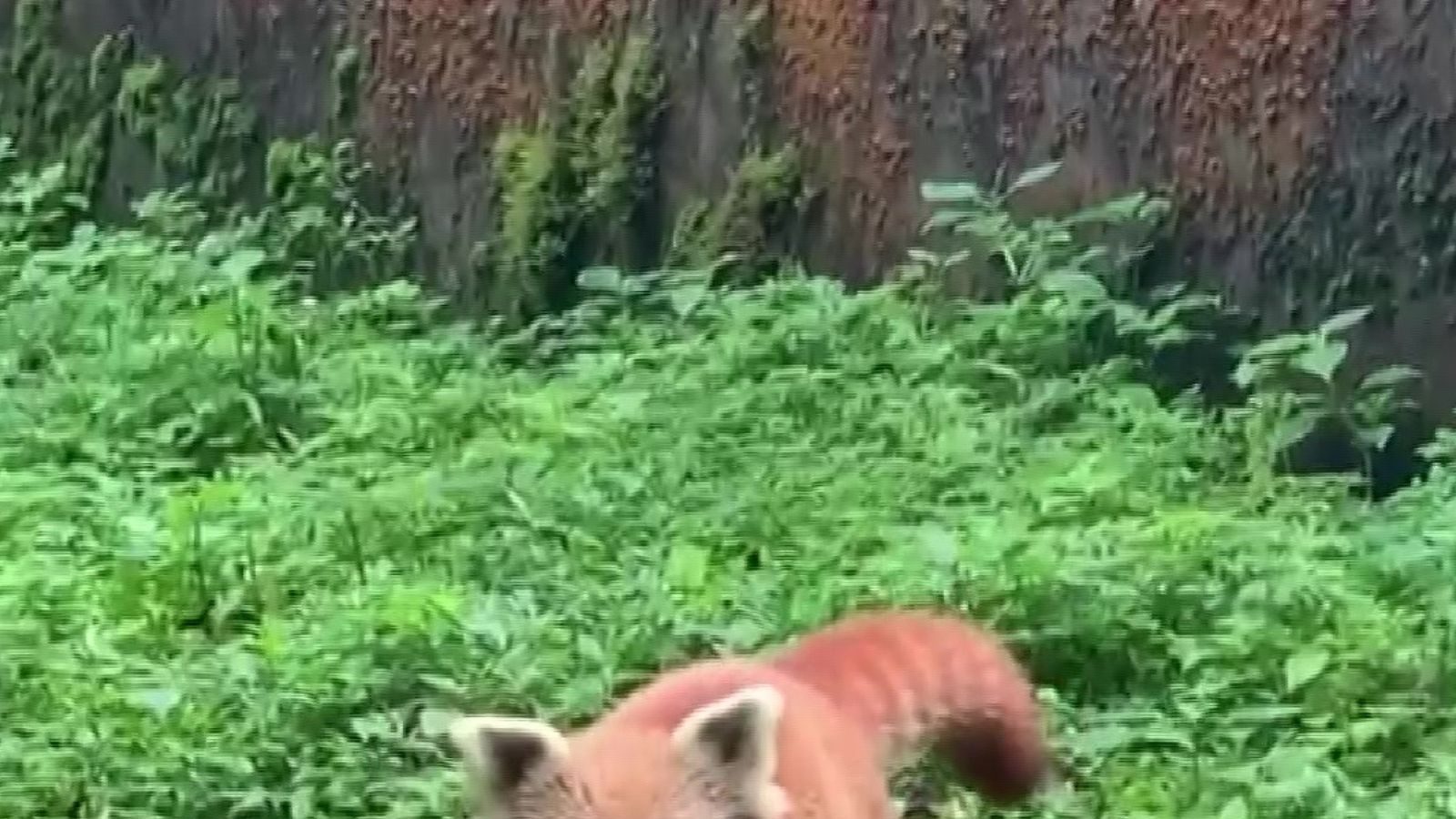 Red Panda Gives Birth to Cub at Darjeeling Zoo, Picture Goes Viral