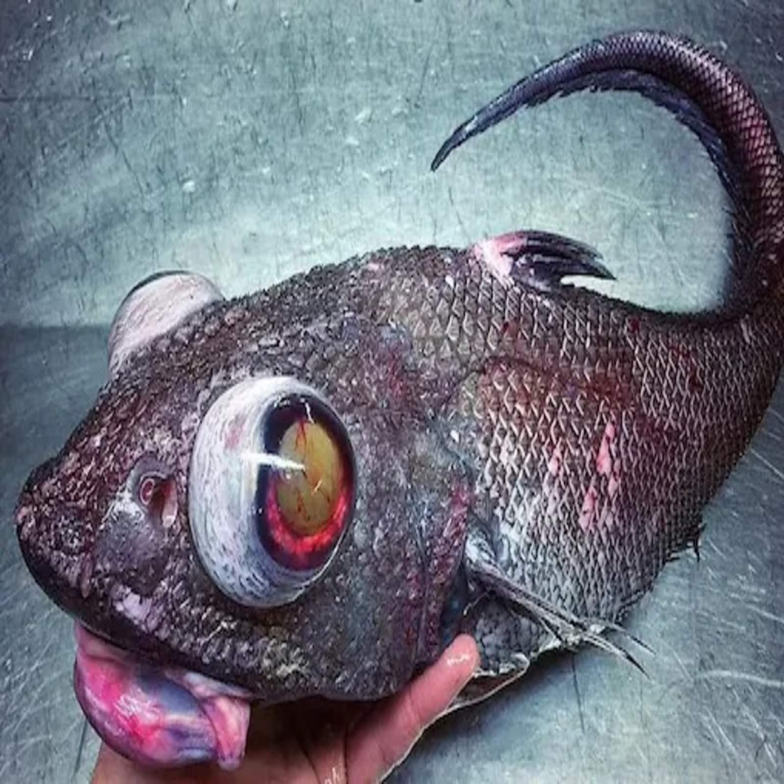 Why do deep-sea fish look like aliens?