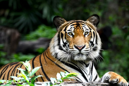 Making Printable Calendars, Aiding Nature Tourism: How A Wildlife Photographer is Helping Save The Tiger Campaign Making Printable Calendars, Aiding Nature Tourism: How A Wildlife Photographer is Helping Save The Tiger Campaign