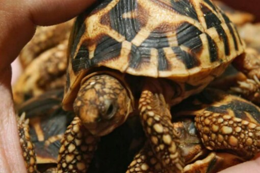 Man booked for demanding black labrador dog, and tortoise with 21 toenails as dowry.
(Representative Image)