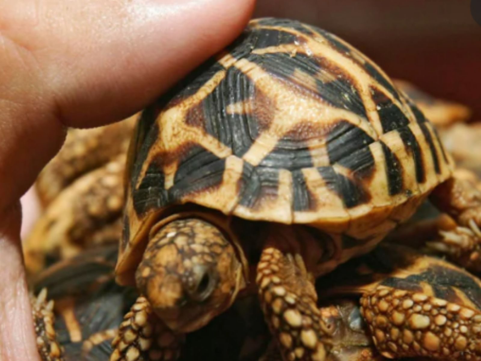 Tortoise, turtle or sea turtle – what is the difference? — Science Mill