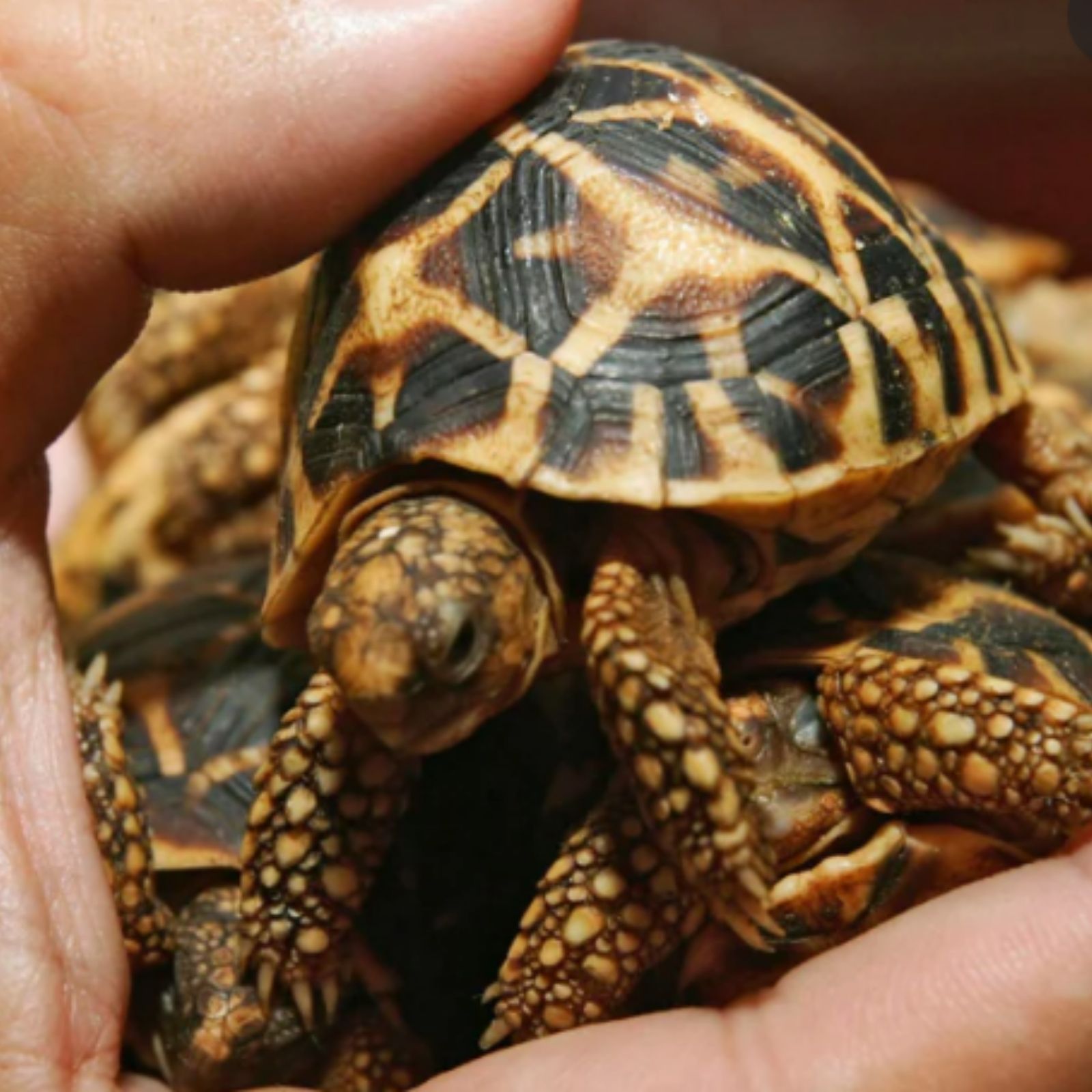 Adult Tortoise