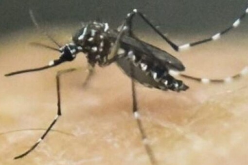 The virus was confirmed in tests conducted at the virology lab of the Thiruvananthapuram Medical College.