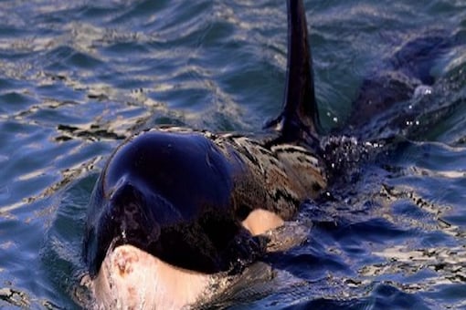 Toa, the baby orca was being cared for by conservation officials in Plimmerton. (Photo by Marty MELVILLE / AFP)