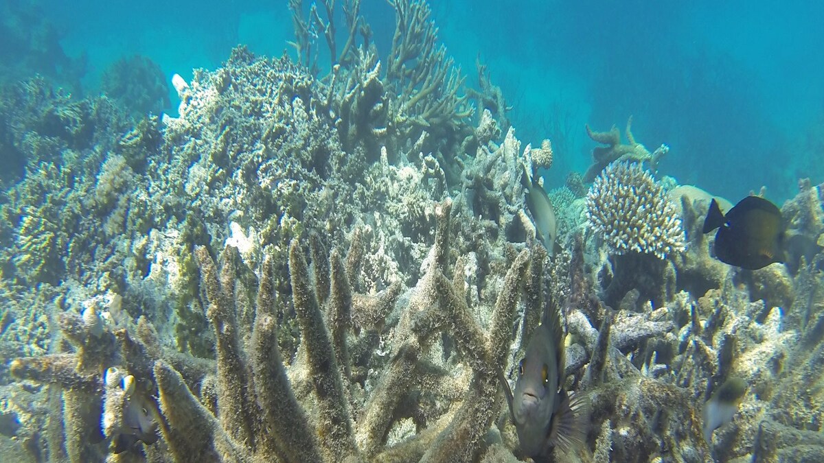 Activists Slam UNESCO For Not Classifying the Great Barrier Reef as ...