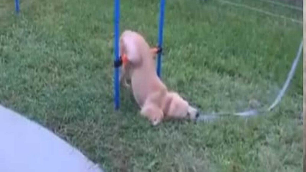 This Dog Video Perfectly Reflects Our Monday Mood