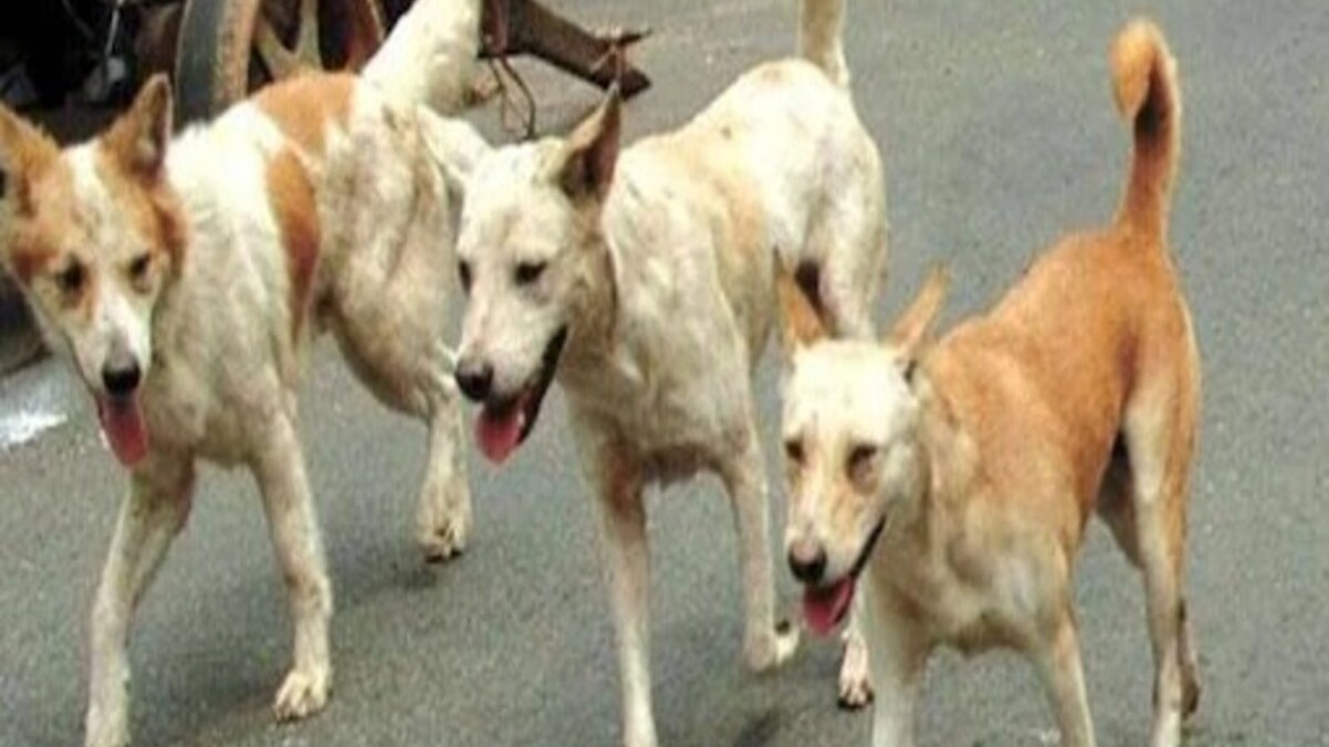 Five Stray Dogs Killed in Acid Attack in Ujjain, FIR Lodged News18