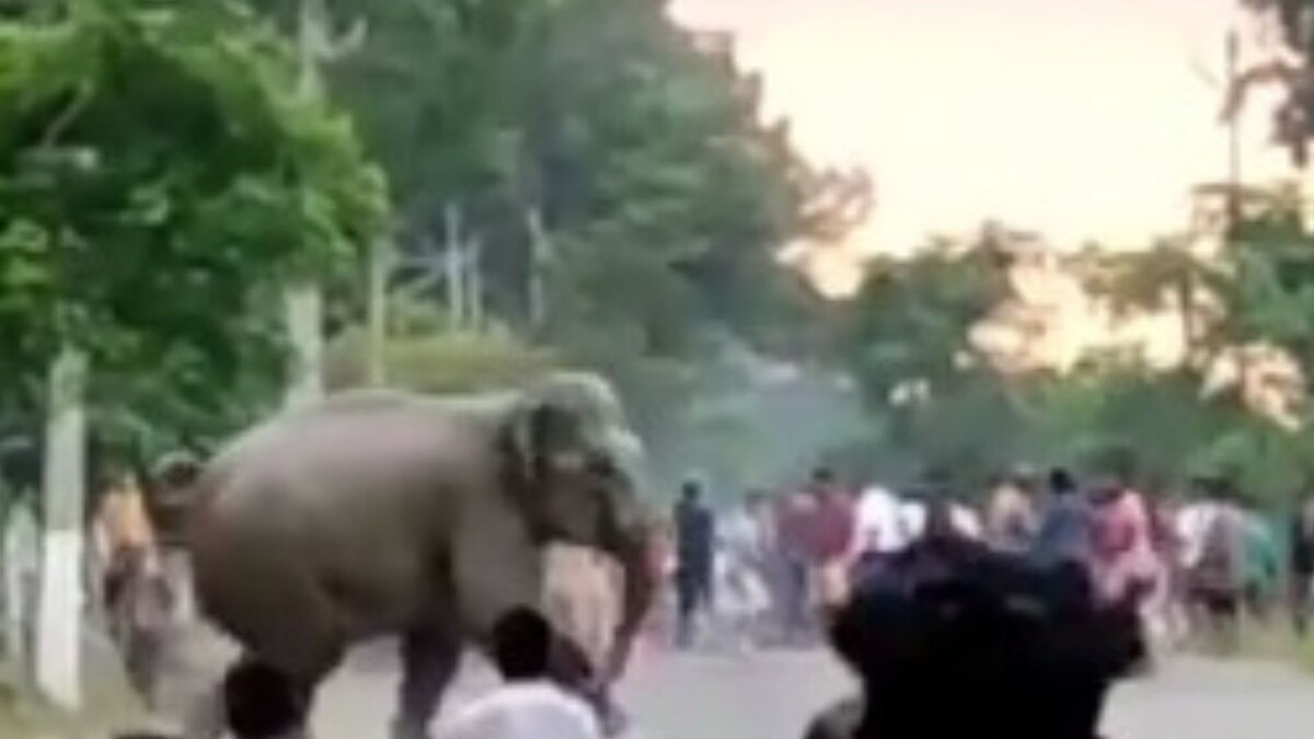 Man-Animal Conflict: Teasing Wild Elephants Costs Assam Man His Life