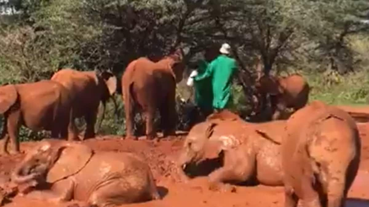 Baby Elephants Make a Big Splash as Little Giants Play in Mud in Adorable Video