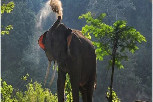 Jamuni Devi, who was sleeping in her house, was trampled to death by the herd.