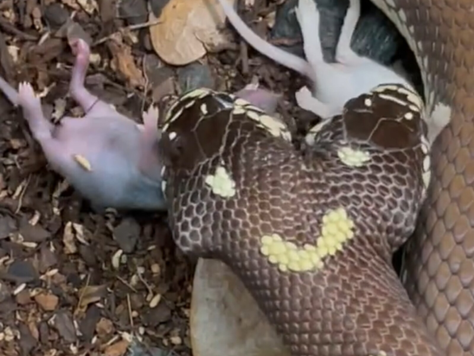 Snake Devours Smaller Snake Alive As Its Tongue Twitches in Weird Video