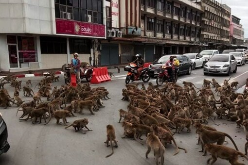 The presence of monkeys on the street brought the traffic to halt as the commuters waited to get a clear way out of there.. (Credits: Facebook/Wisrut Suwanphak)