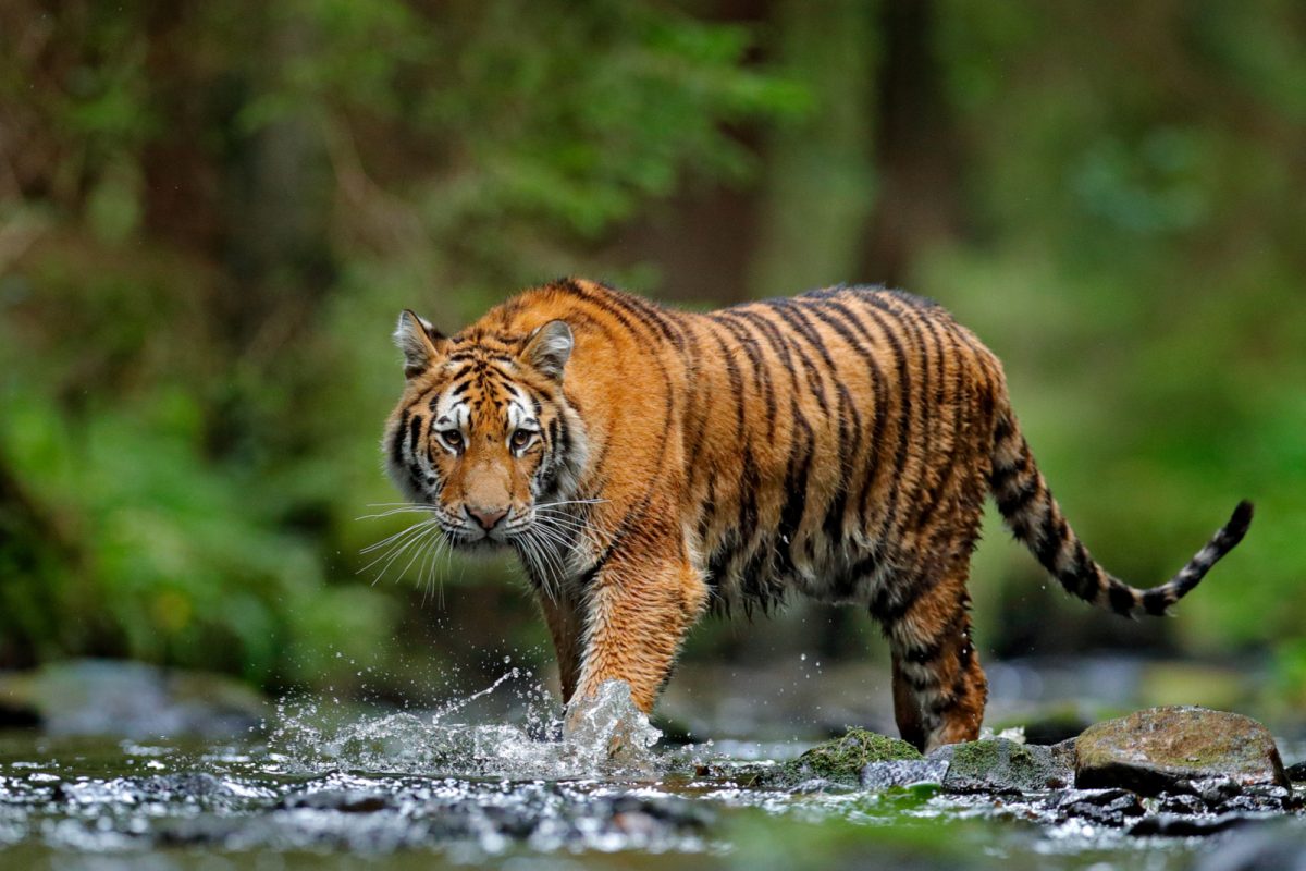 International Tiger Day 2021: History, Theme, and Significance
