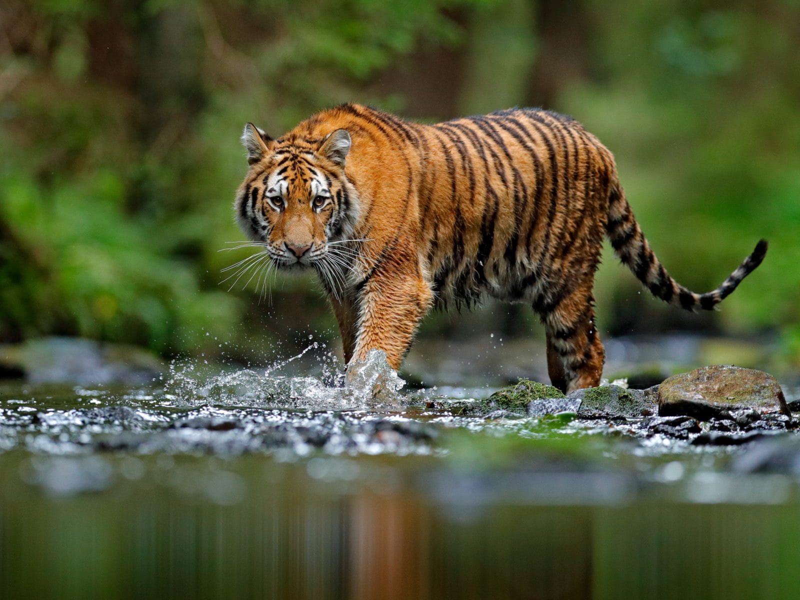 International Tiger Day: India Saw Over 300 Big Cat Deaths Since 2018 With  Poaching Still a Cause of Worry