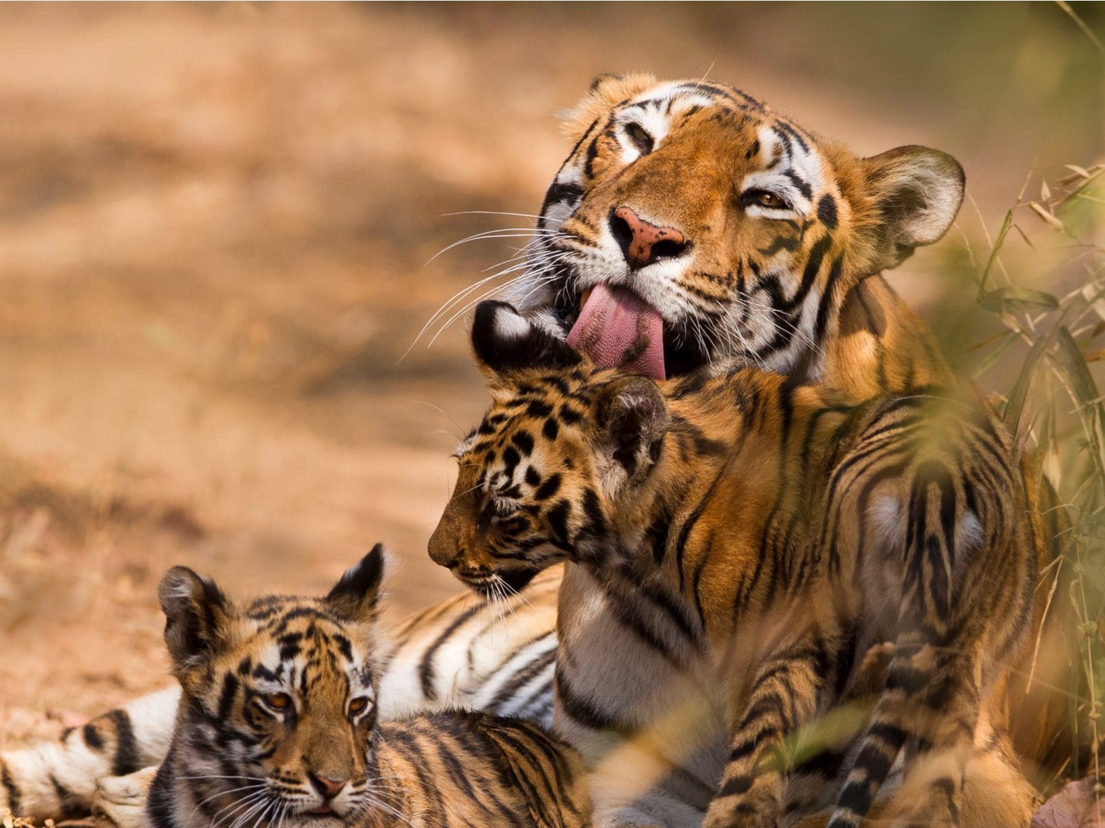 International Tiger Day: As tiger populations increase, so do conflicts  with humans - ABC News