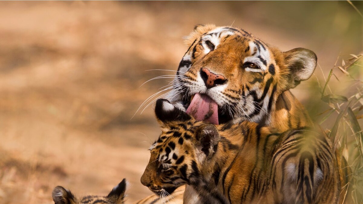 International Tiger Day 2021: Interesting Facts and the Importance of Wild Cats in Human Life