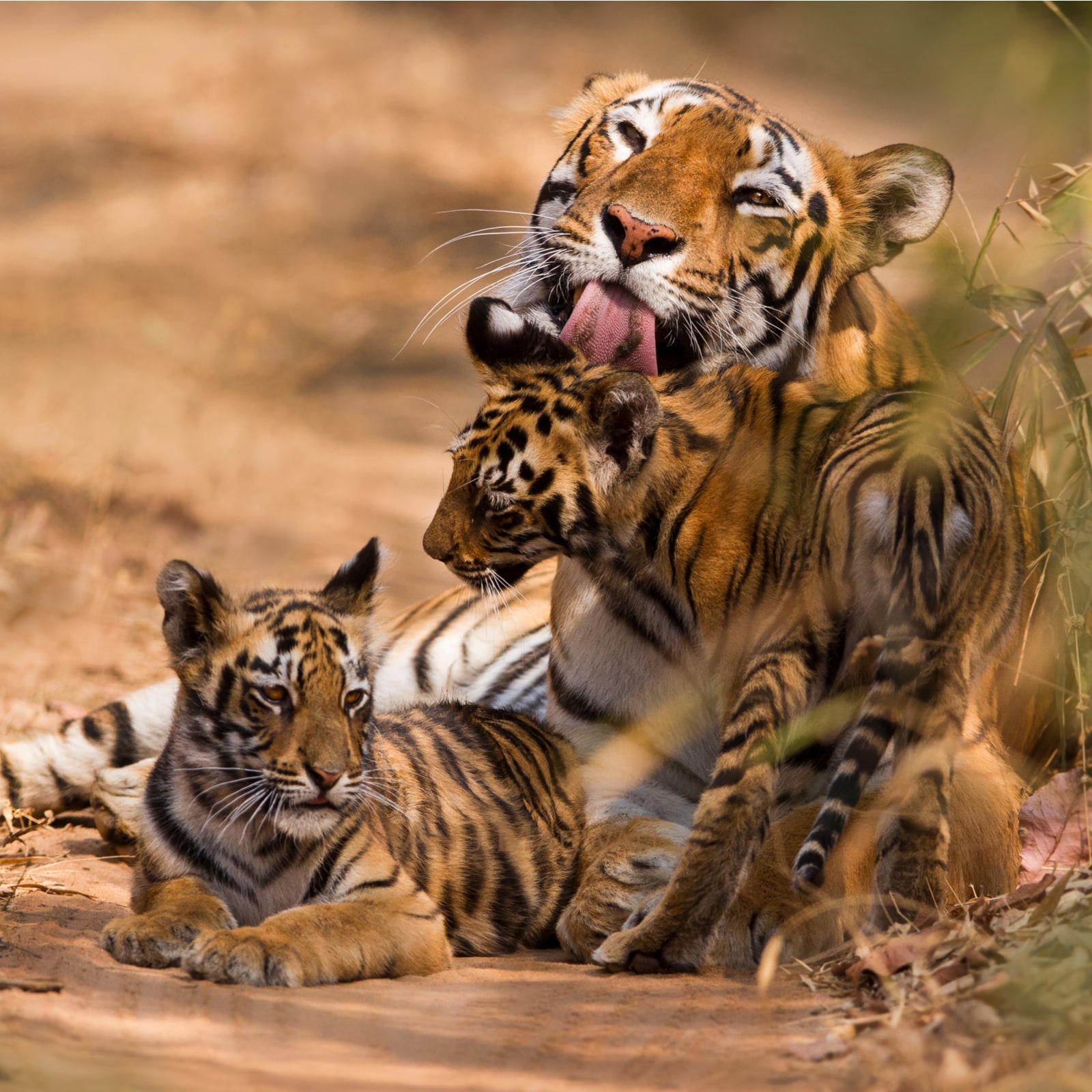 International Tiger Day: Fascinating Facts About the Biggest Wild Cats