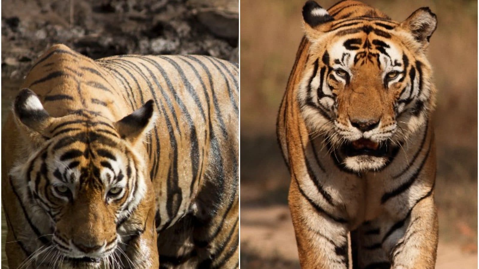 International Tiger Day 2021 In Pics, 5 Famous Tigers of Indian National Parks News18