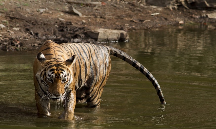 International Tiger Day 2021: In Pics, 5 Famous Tigers of Indian ...