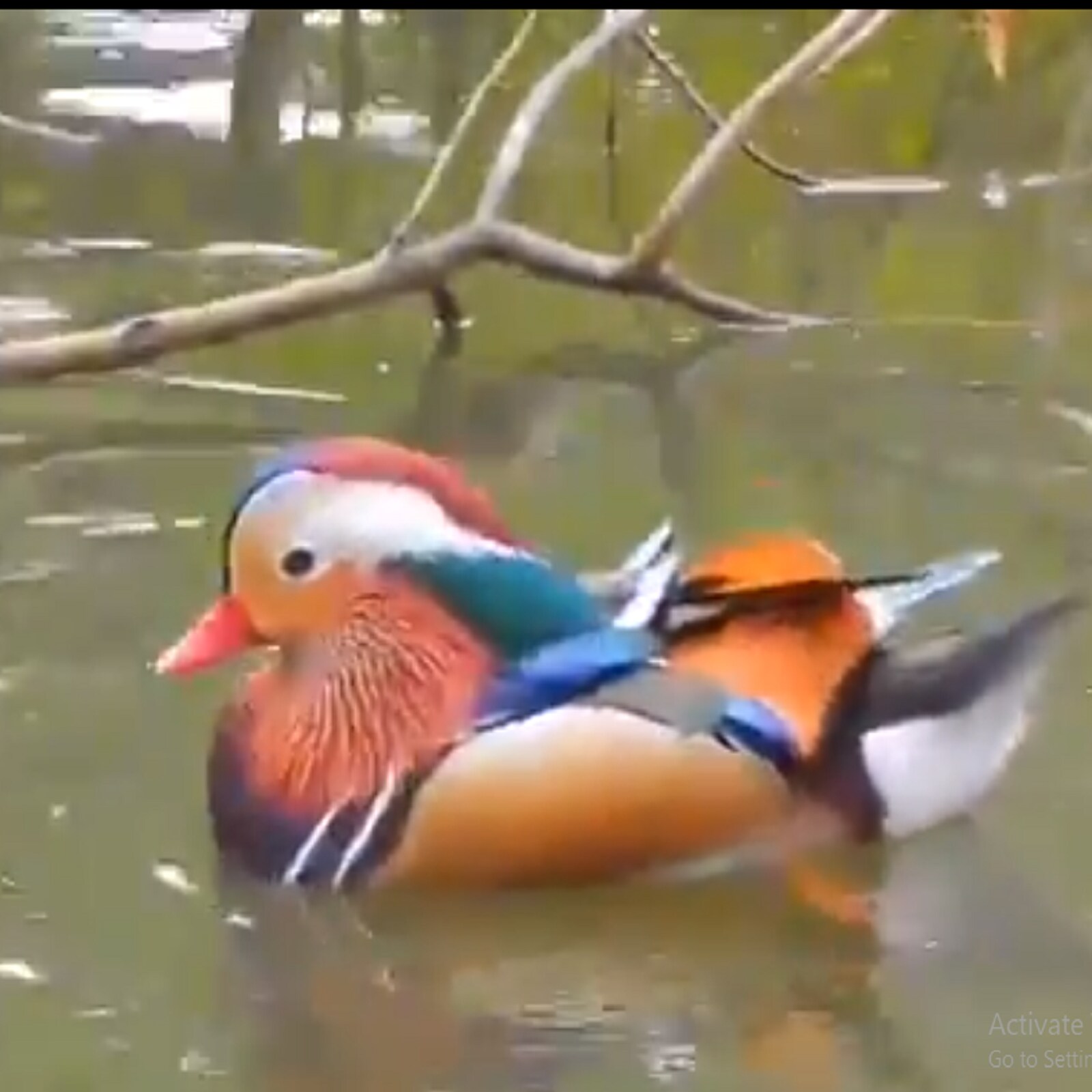 Anand Mahindra Shares Viral Video of Mandarin Ducks Spotted in Assam