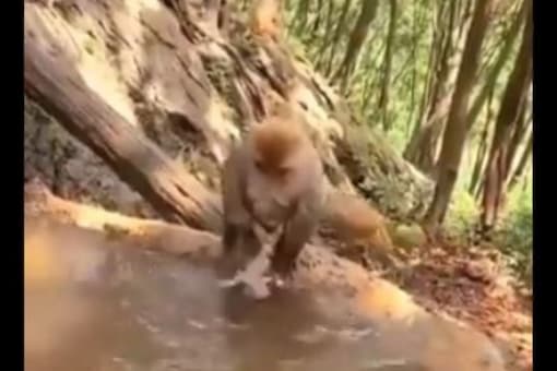 The video showed the infant monkey rejecting bath time. (Credits: Twitter/@susantananda3)