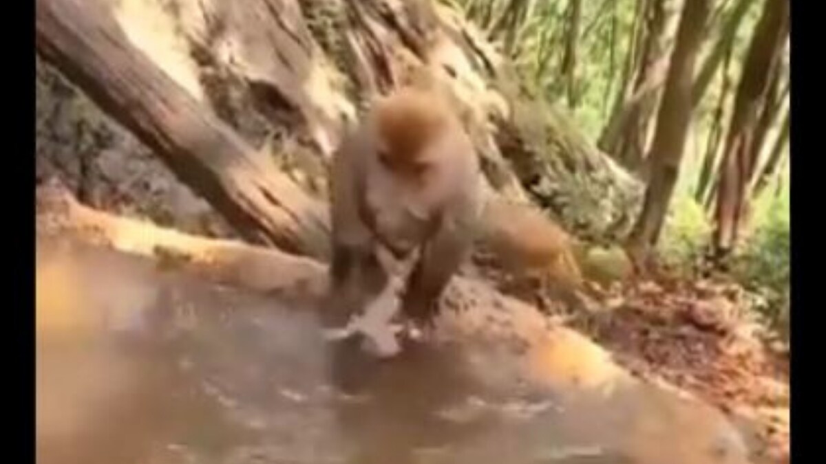 Video of Monkey Struggling to Bathe Baby Has Everyone Appreciating Moms