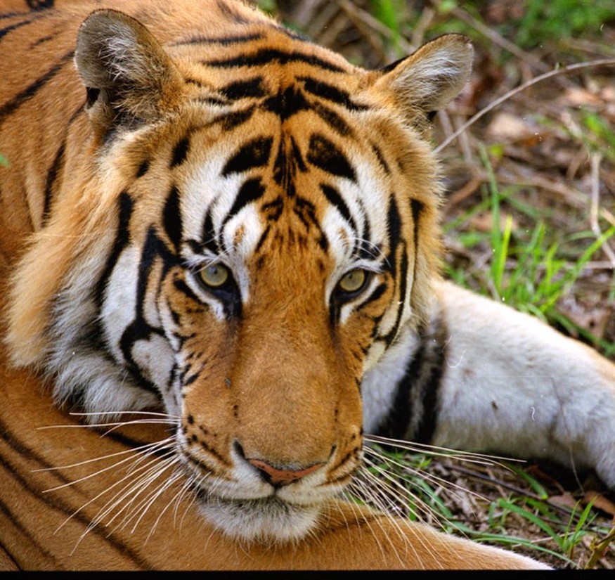 International Tiger Day 2021: Maharashtra CM Uddhav Thackeray Shares ...