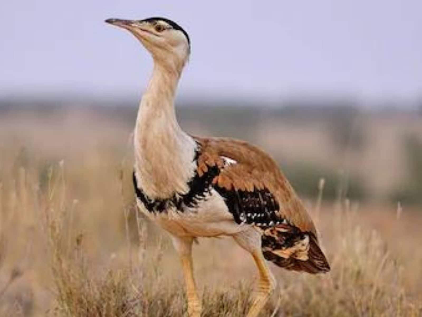 No Report Indicating Number of Great Indian Bustards Reducing Rapidly in  India: Govt